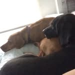 Lisa Kizer - @frodoandthefaehound - Instagram