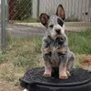Lisa Kocher Pontius - @lisa.kocher.ponti - TikTok