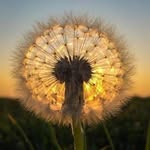 Lisa Krapf - @grammakrapf - Instagram