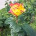 Lisa Kuo - Facebook