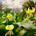 Lisa Lagerman - @lisalagermanstradgard - Instagram
