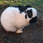 carotte - @_lisa_lapin_ - Instagram