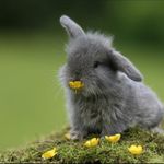 Lisa Lapin - @lisa_28_lapin - Instagram