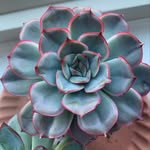 @lisalearnsplants - Instagram