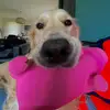 Lisa le doglen - @lisa.le.doglen - TikTok