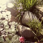 Lisa LeFever - @lisalefever2 - Instagram