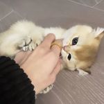 Lego_Cat - @lisa_lego_cat - Instagram