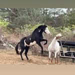 Lisa Lemley Morris Howe - @lisamorri237 - Instagram