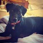 Lisa Lenhart Murphy - @mamalenmurph - Instagram