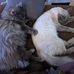 Lisa Lett - Facebook