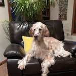 Lisa Levenson - @jake_the_setter - Instagram