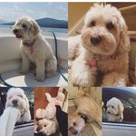 Lisa Lichtenstein Knutzen - @knutzmom - Instagram
