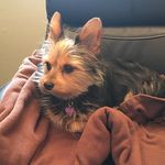 Lisa Lovins - @lovins34 - Instagram