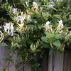 Pita’s Garden One - @lisalull01 - TikTok