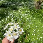 Lisa Lundquist - @lisalundquists - Instagram