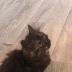 Lisa Lundström - @lisilowho - Instagram