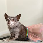 Lisa Lundstrom - @frayathemerlechihuahua - Instagram