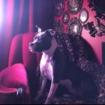 Lisa Lytle Abridello - @moonlitlampshades - Instagram