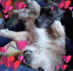 Lisa MacIntyre - Facebook