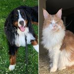 Lisa MacLellan Habbal - @weeziemac_ - Instagram