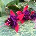 Lisa Macomber - Facebook