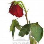 Lisa Magness - @magness1957 - Instagram