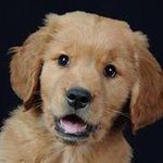 Lisa Mantle - @best_friends_photography - Instagram