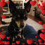 Lisa Mast - @travelswithrico - Instagram