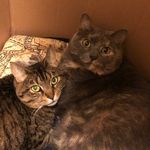 Lisa McAfee - @lisaadamsmcafee - Instagram