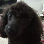 Lisa Dawson McElwee - @macattack2020 - Instagram