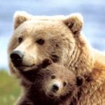 Lisa McLemore - @mcmommabear007 - Instagram