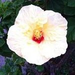 Lisa McMillin - @lisamcmillin - Instagram