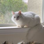 Kathy Potral and Lisa McNerney - @oldtownpetsitting - Instagram