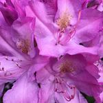 Lisa McNerney - @mclisama - Instagram