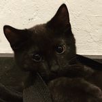 Lisa Melander Green - @freddyxlove - Instagram
