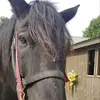 lisamelanson913 - @lisamelanson913 - TikTok
