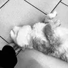 l❕ - @lisamers4 - TikTok