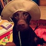 Lisa Mirabile Sparks - @lisasparks70 - Instagram