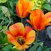 Lisa Mol - Facebook