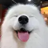 Lisa Moll - @lisa.moll94 - TikTok