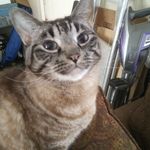 Lisa Adams Monzon - @lisaelaine1960 - Instagram