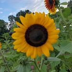 Lisa Motes - @lele9675309 - Instagram