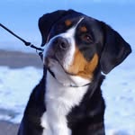Lisa Clark - Greater Swiss Mountain Dogs, Canada - @noble_night_kennels - Instagram