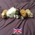Lisa Mountain - Facebook