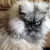 Lisa Mozingo Connell - @lisamozingoconnel - TikTok