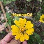 Lisa Apriani Mula - @lsprnml25 - Instagram