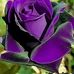 Lisa Murray Munroe - Facebook
