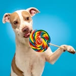 Lisa Nelms - @i.kissed.a.dog - Instagram