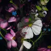 lisamcnickle - @lisamcnickle - TikTok