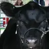 Lisa Nikkel25 - @lnikk0 - TikTok